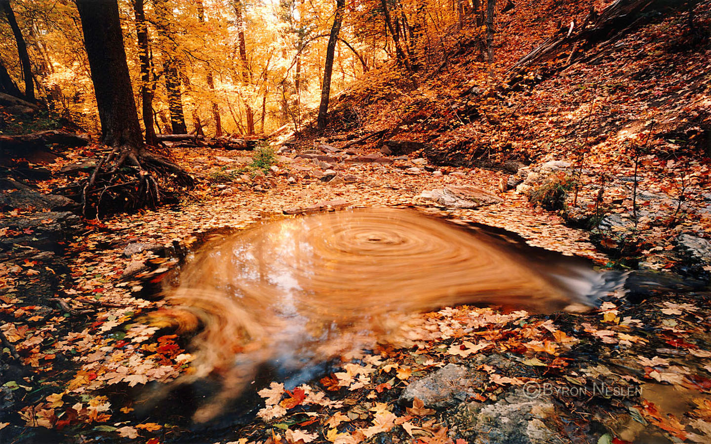 Yellow Leaves Swirling 
in a Pool