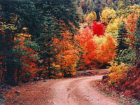 Mountian Road with Autum Maples