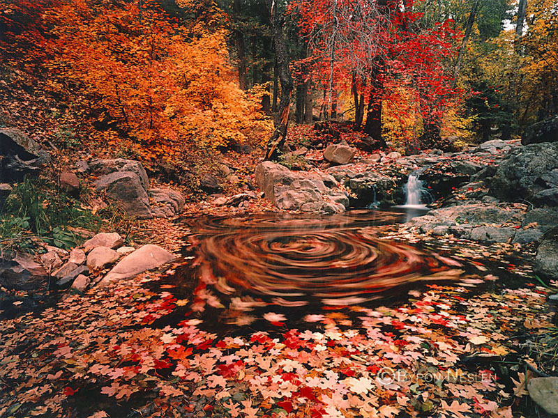 Red Maples Leaves 
Swirling in Pool